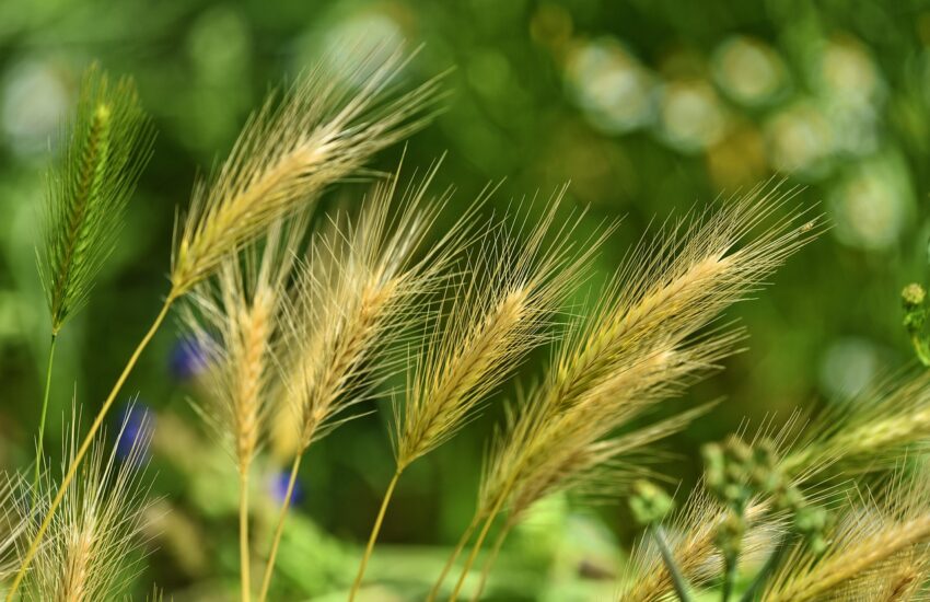 Fem grunner til at forgylte øredobber slår an som gave